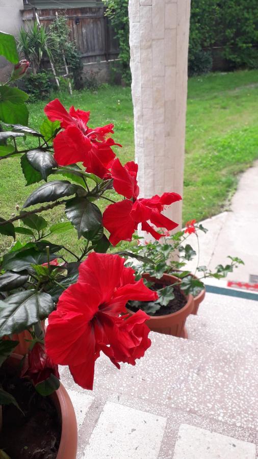 Pensiunea Shalom Sîncraiu المظهر الخارجي الصورة